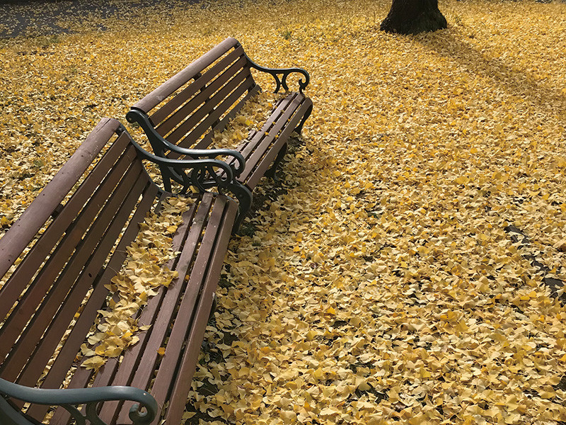 ▲写真3　Ginkgo Leaves